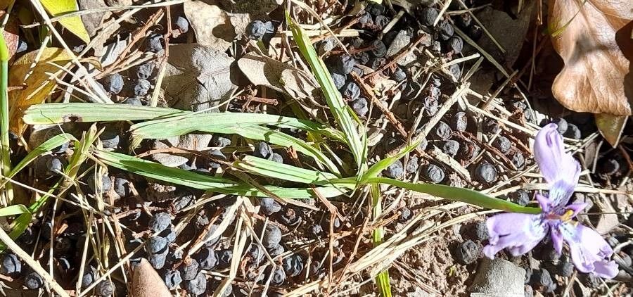 Herbertia lahue habit