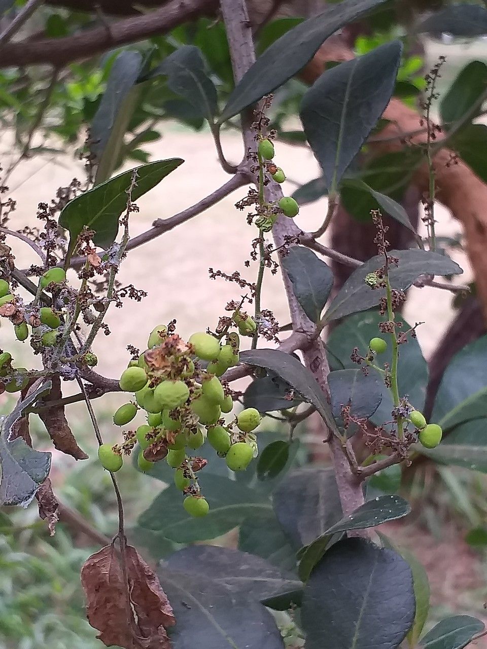 Searsia pyroides fruit