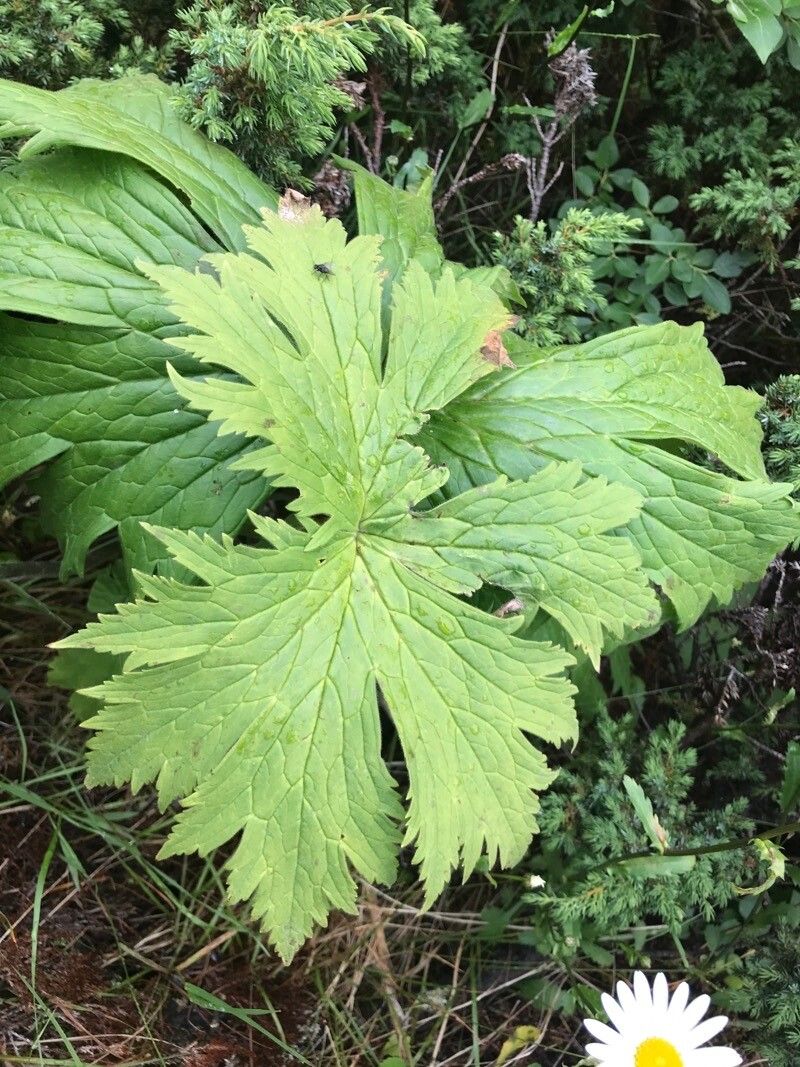 Aconitum leucostomum — search result for 'Aconitum'