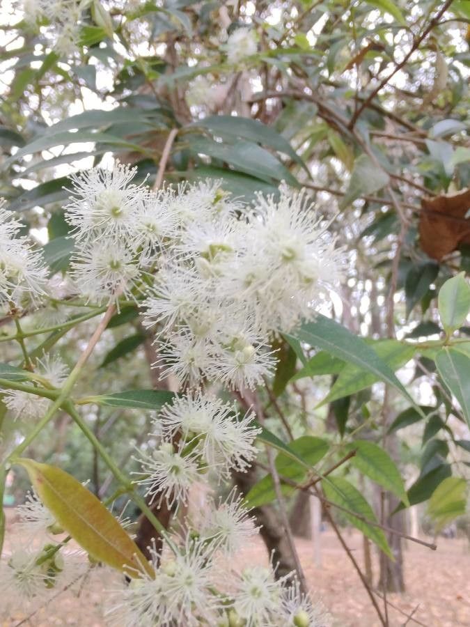 Myrcia splendens — search result for 'Myrtaceae'