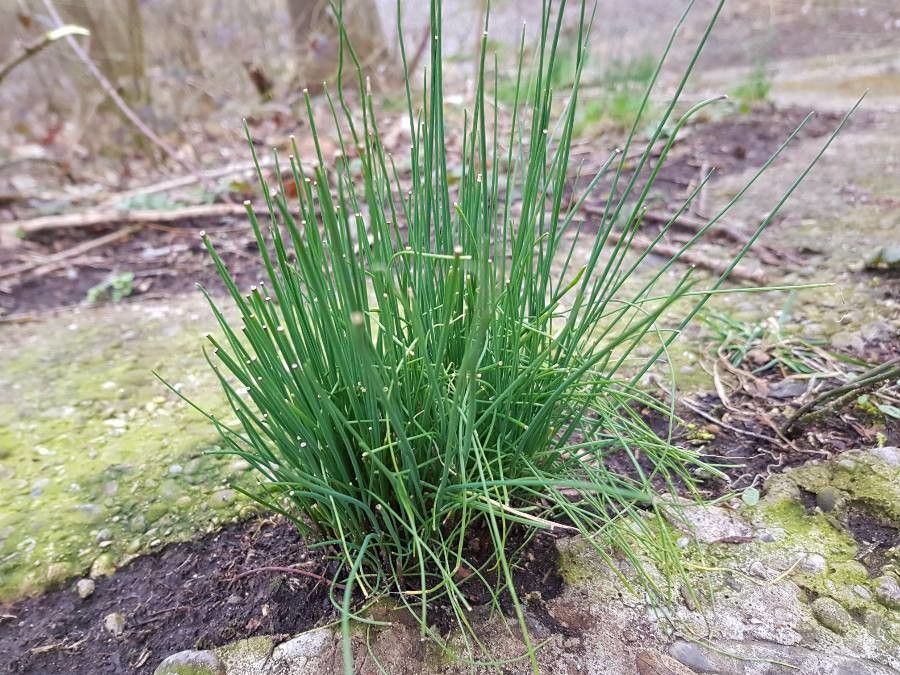 Allium suaveolens — search result for 'Ukraine'