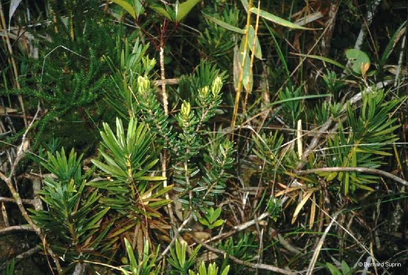 Podocarpus decumbens — search result for 'Podocarpus'