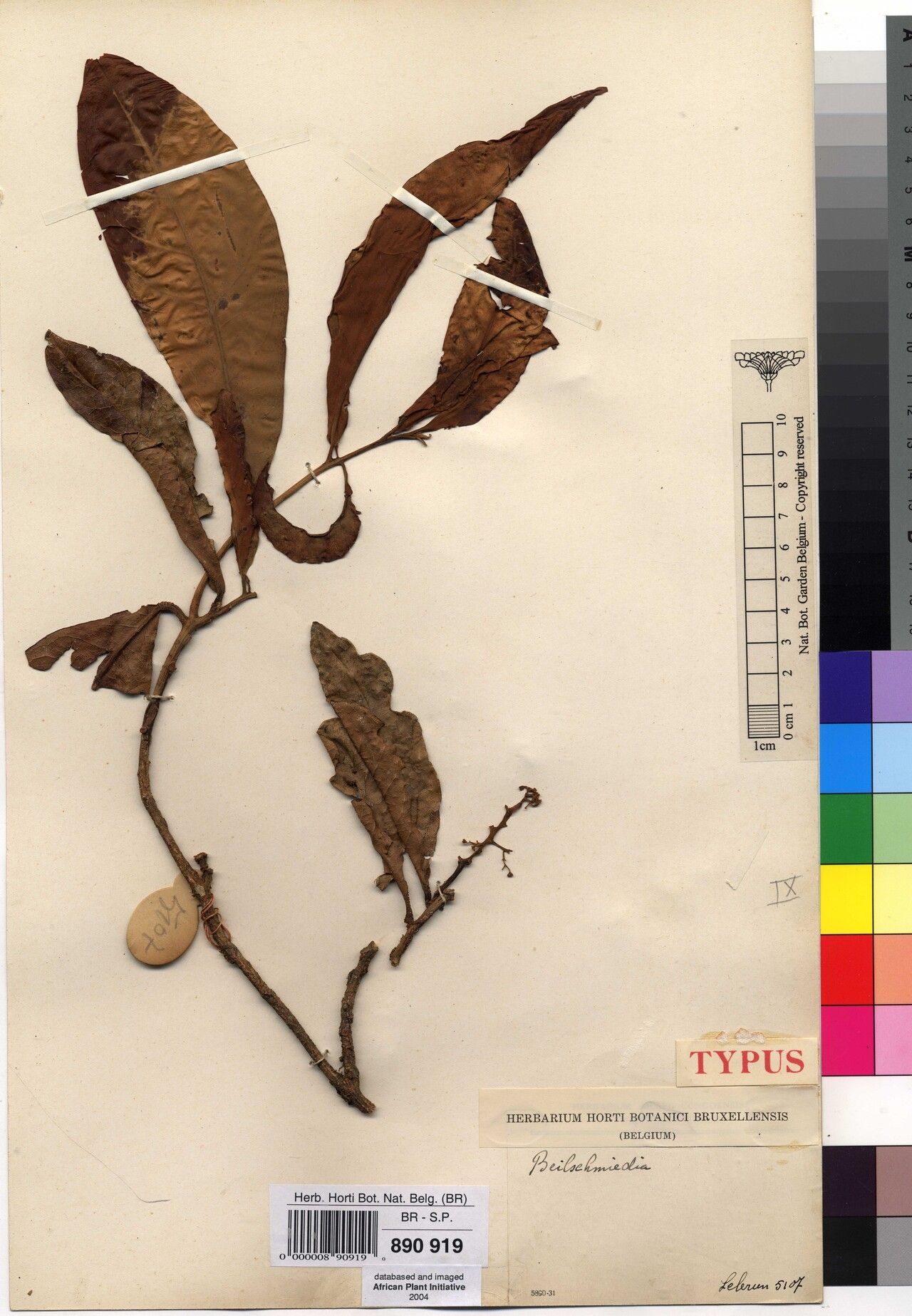 Beilschmiedia lebrunii — houseplant care guide