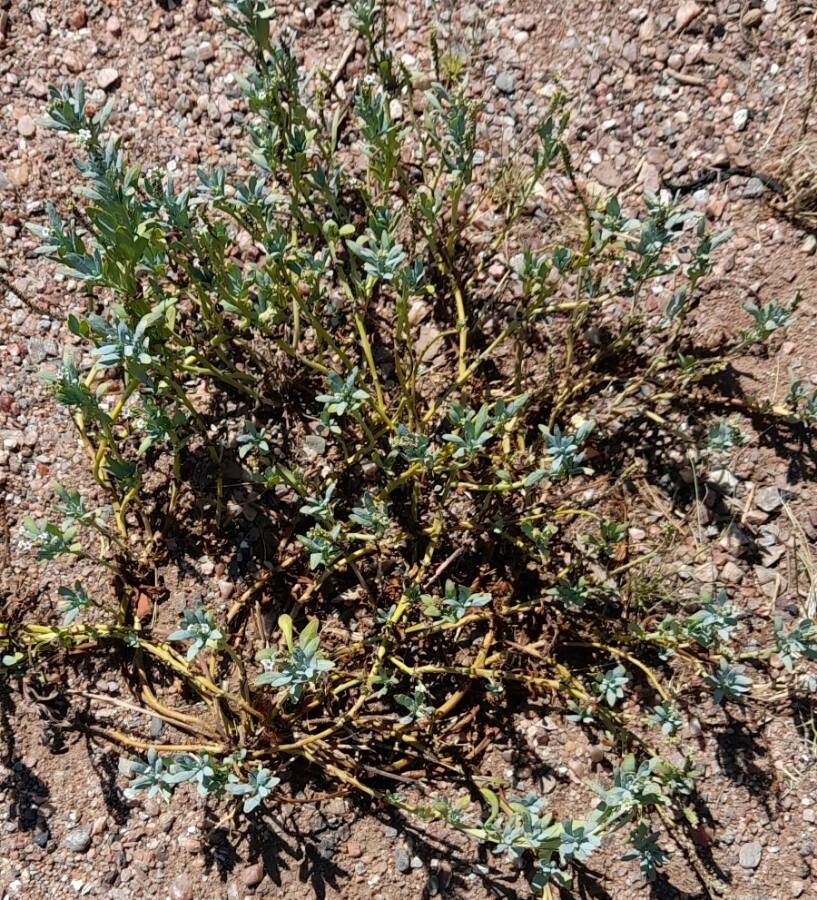 Heliotropium veronicifolium habit