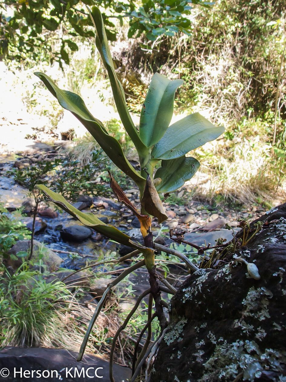 Aerangis cryptodon — search result for 'Aerangis'