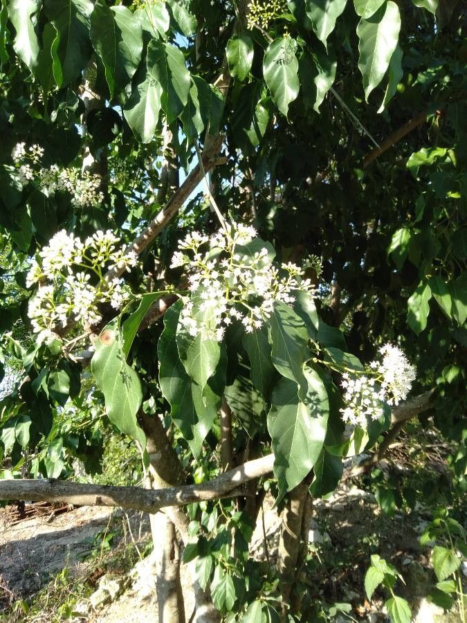 Ehretia philippinensis flower