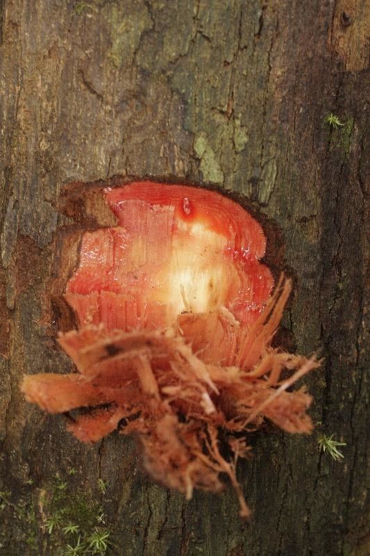 Protium apiculatum other