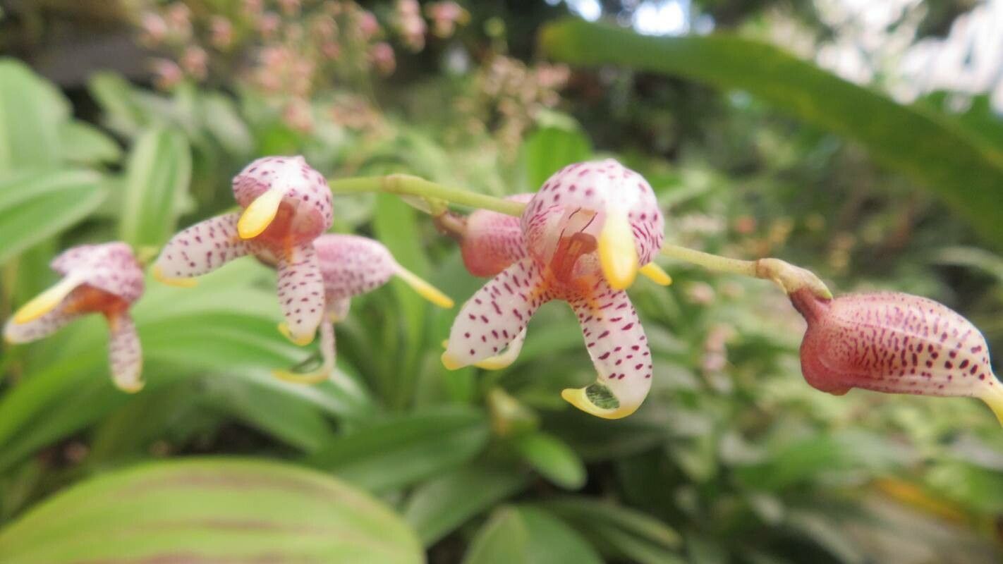 Masdevallia caloptera