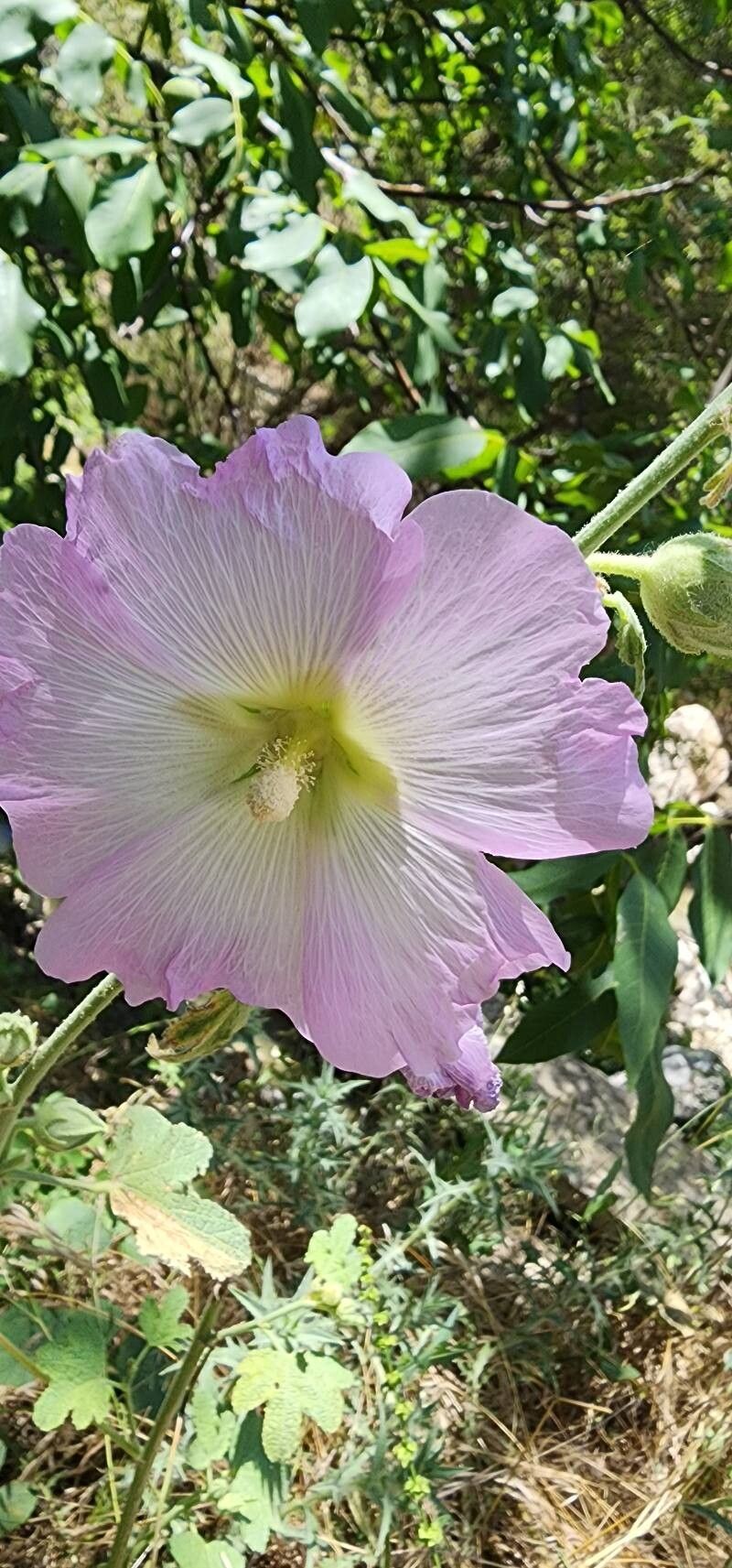 Alcea kurdica flower