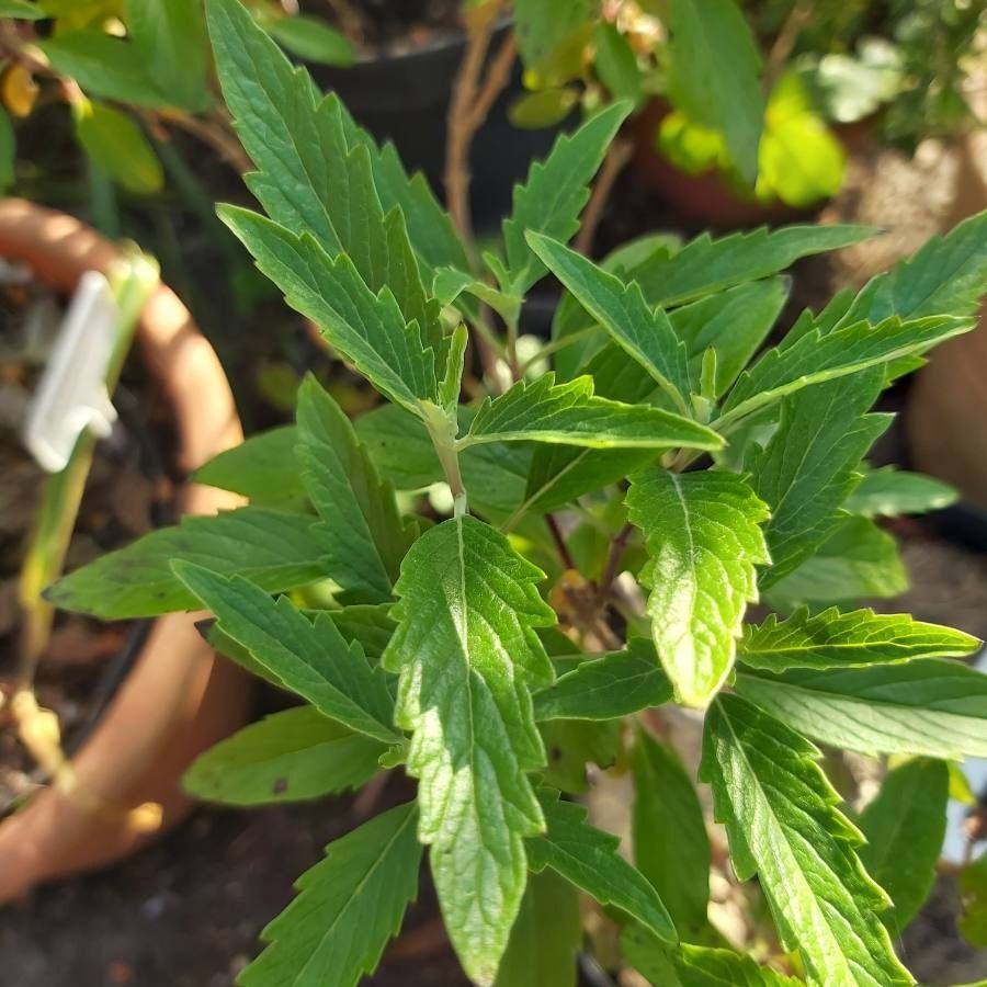 Caryopteris incana leaf
