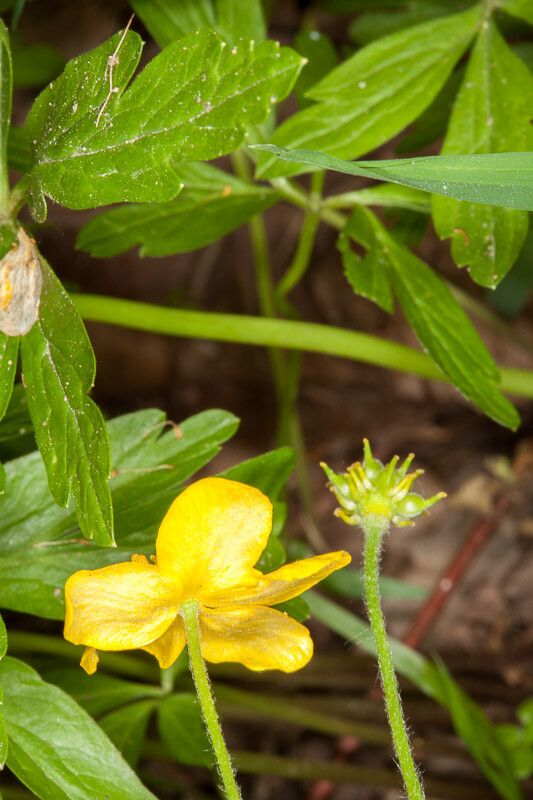 Anemone ranunculoides fruit