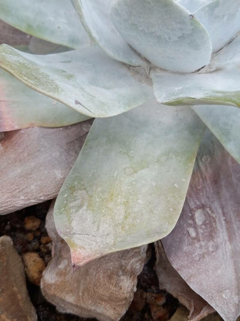 Dudleya anthonyi — related species from the same genus