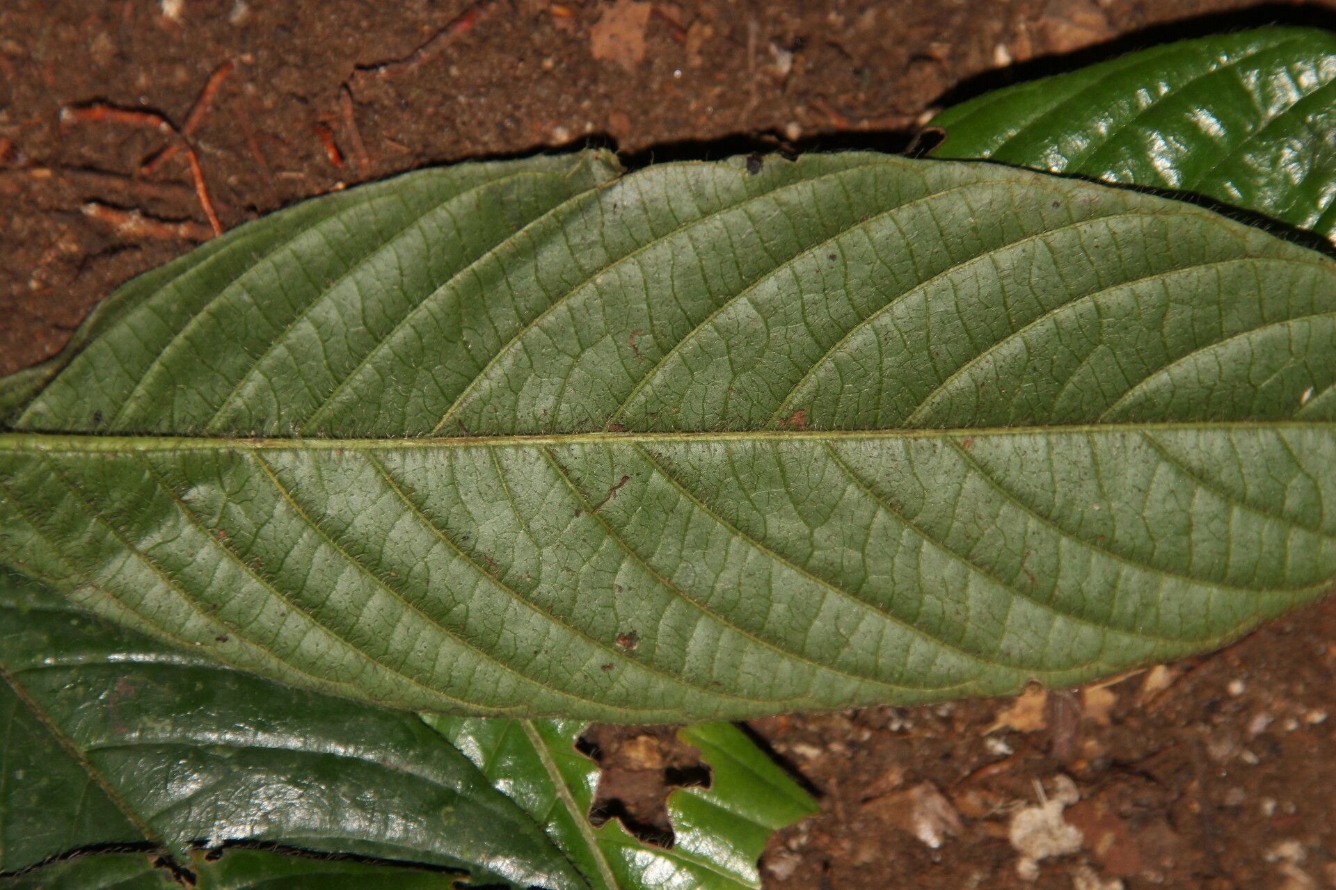 Pauridiantha schumannii — houseplant care guide