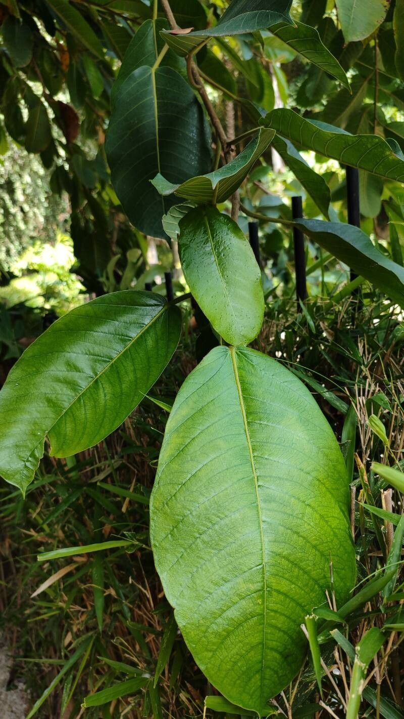 Ficus drupacea — houseplant care guide