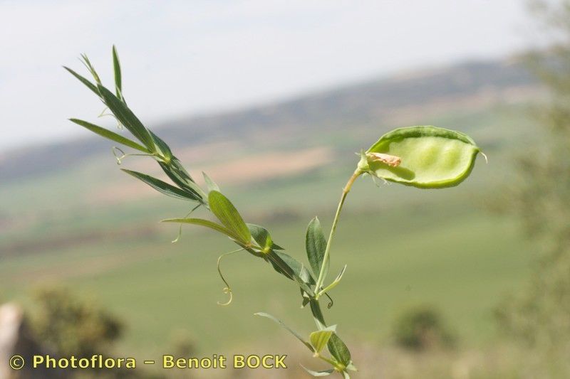 Lathyrus amphicarpos other