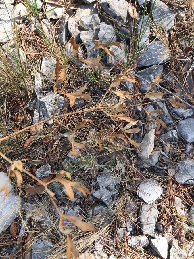 Laserpitium siler leaf