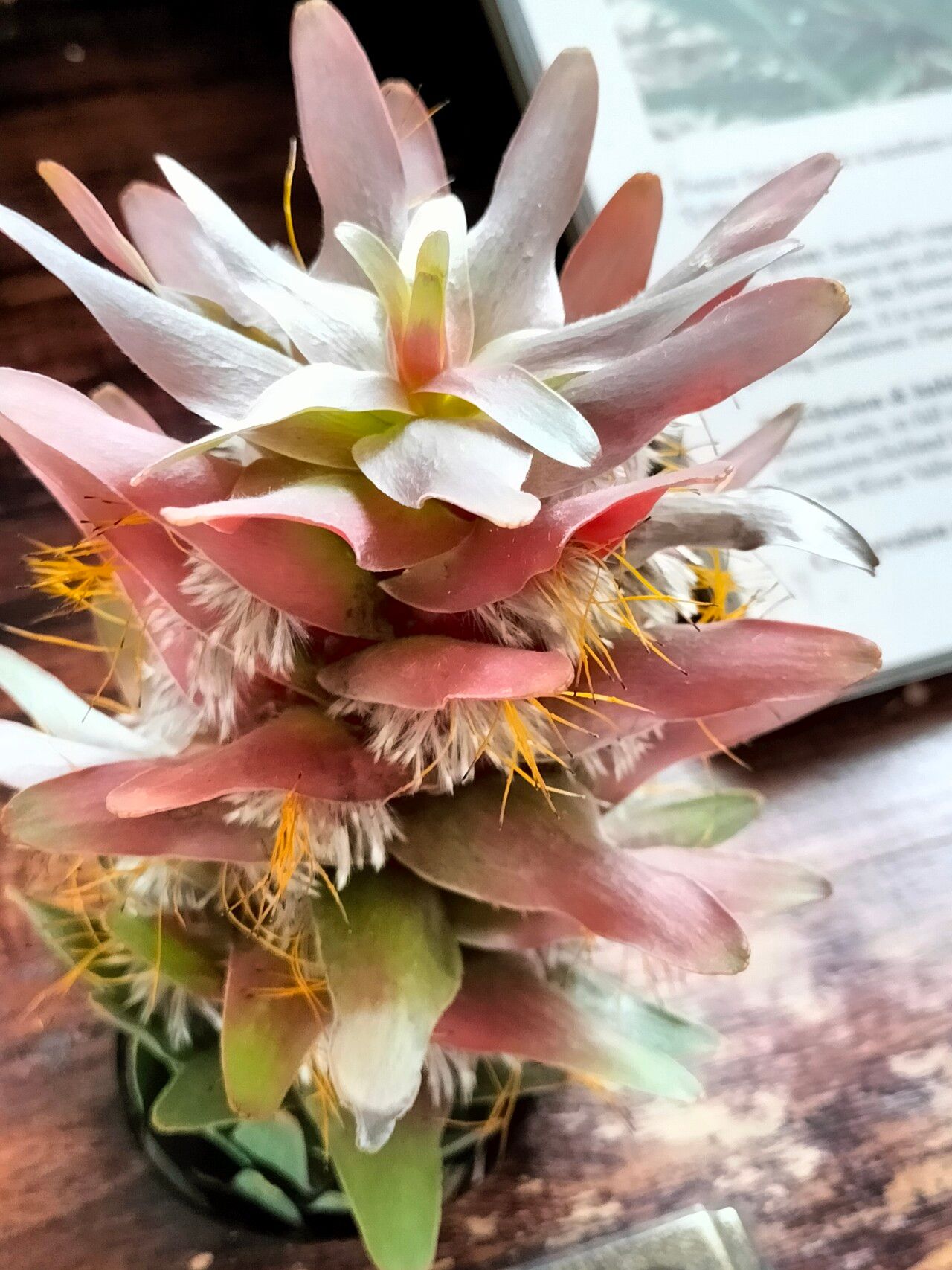 Mimetes splendidus — related species from the same genus