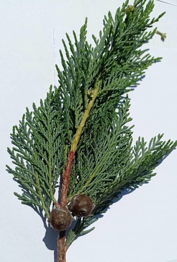 Cupressus x leylandii fruit