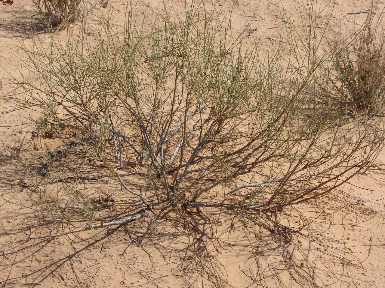 Retama raetam — search result for 'Saudi Arabia'