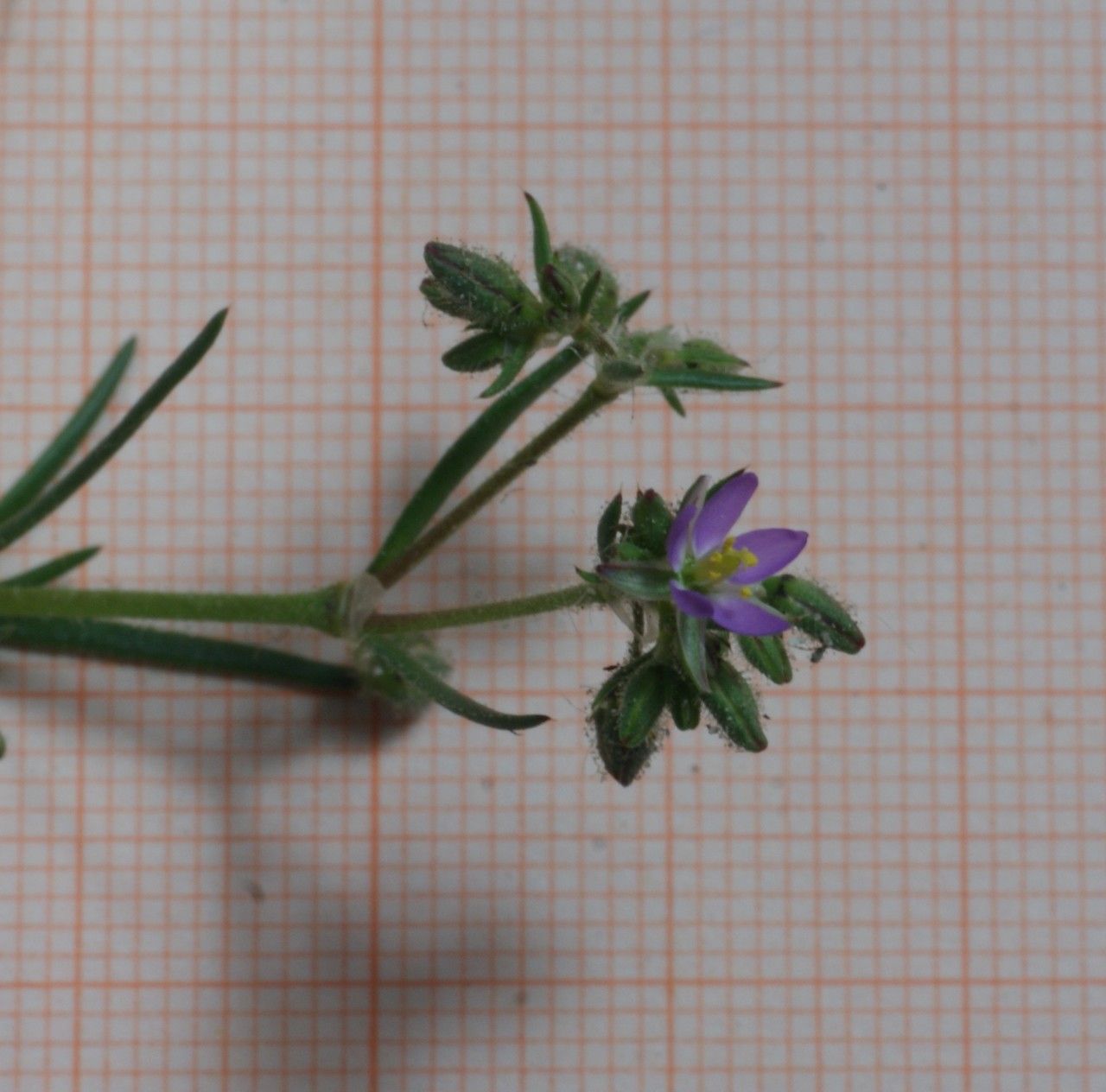 Spergularia heldreichii — houseplant care guide