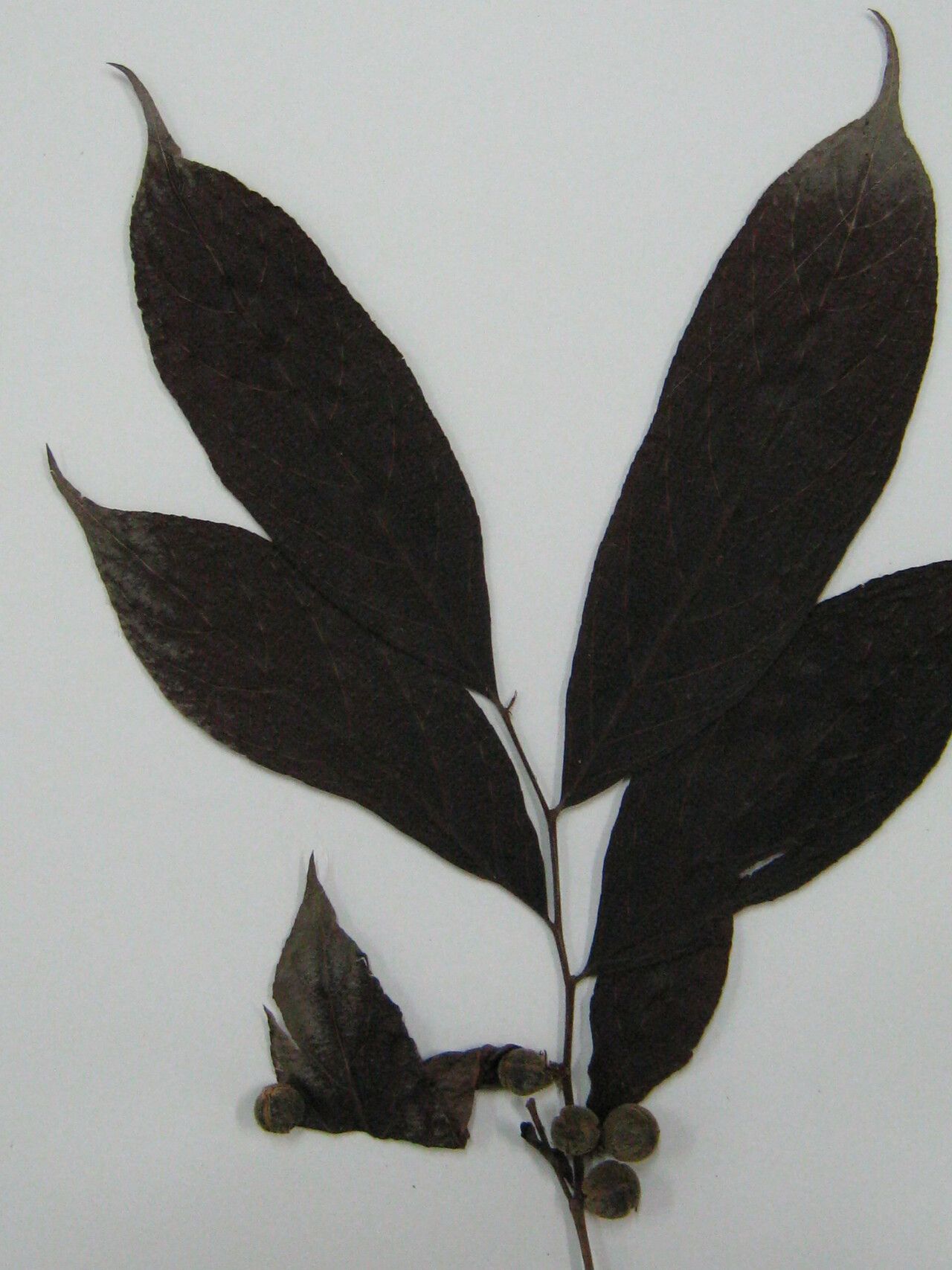 Casearia mariquitensis other