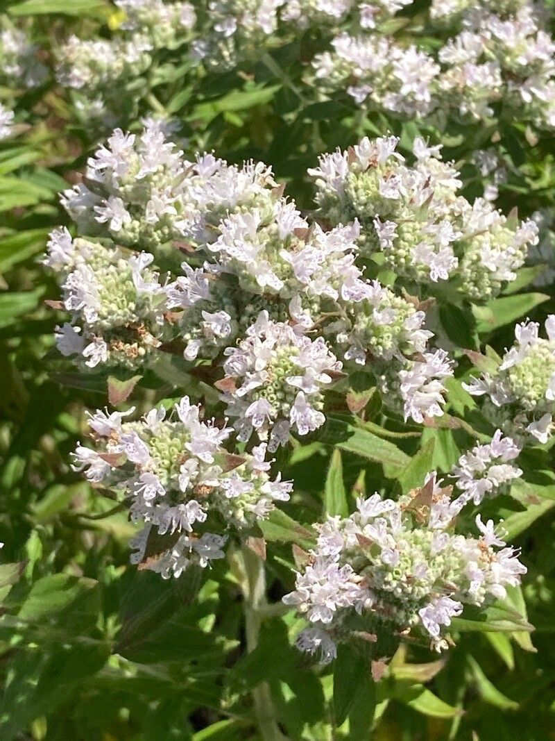 Pycnanthemum verticillatum flower