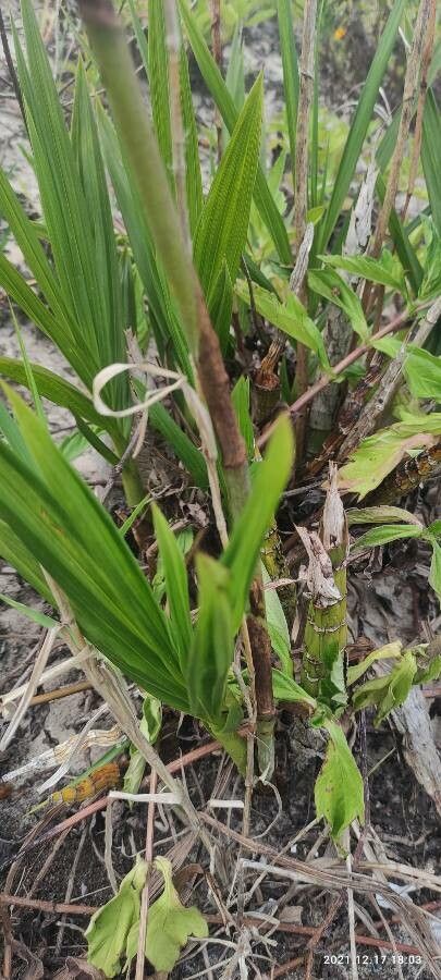 Cyrtopodium andersonii — houseplant care guide