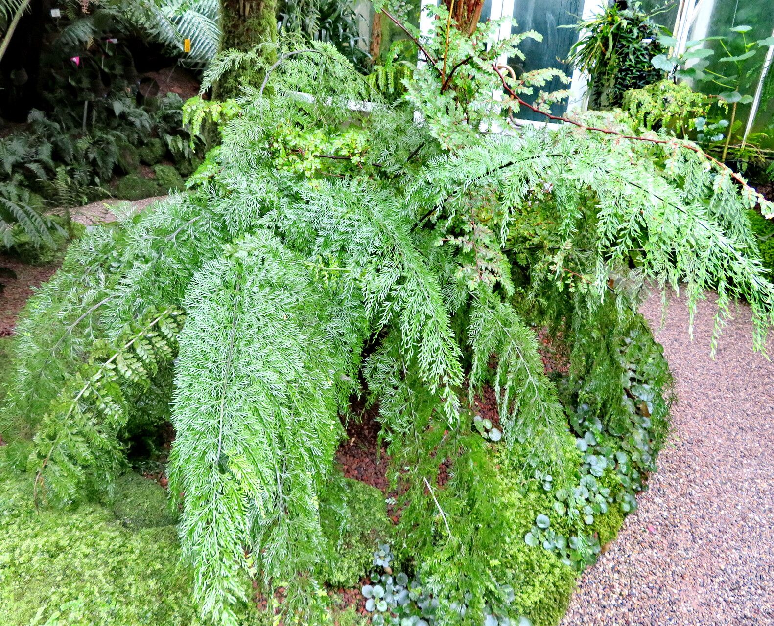 Asplenium dimorphum habit
