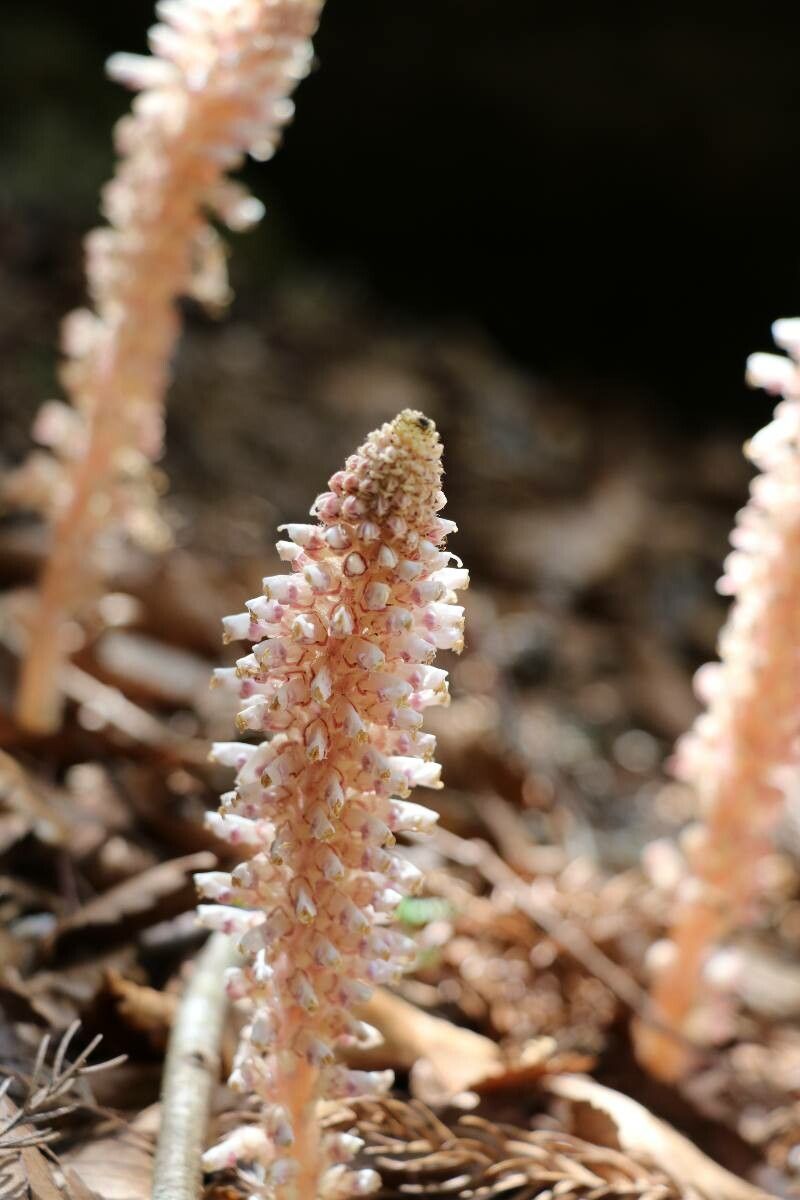 Lathraea japonica flower