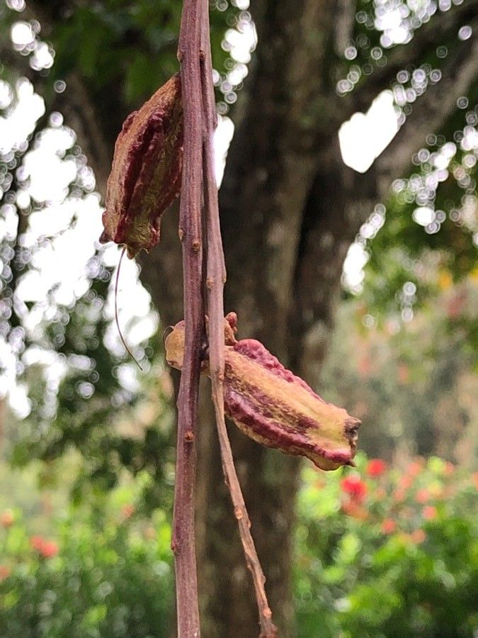 Barringtonia acutangula fruit