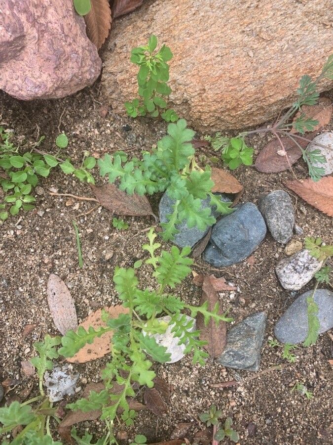 Nemophila pedunculata — search result for 'Boraginaceae'