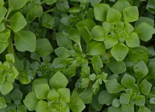 Aichryson pachycaulon — related species from the same genus