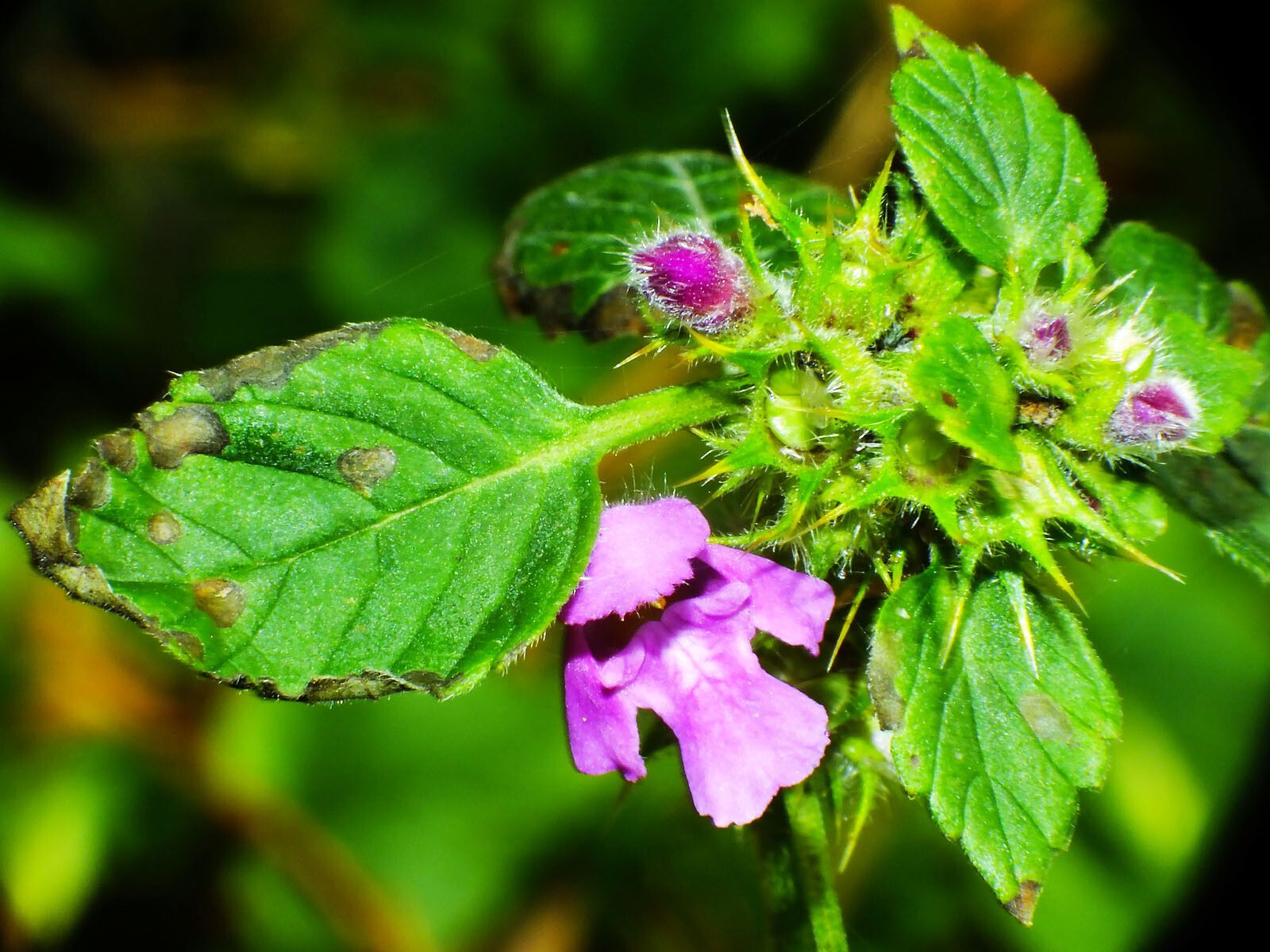 Galeopsis pubescens leaf