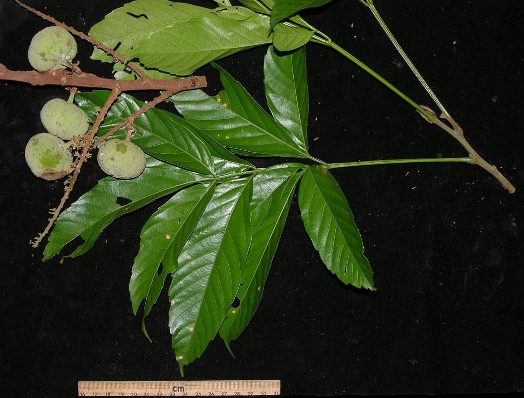 Paullinia ingifolia other