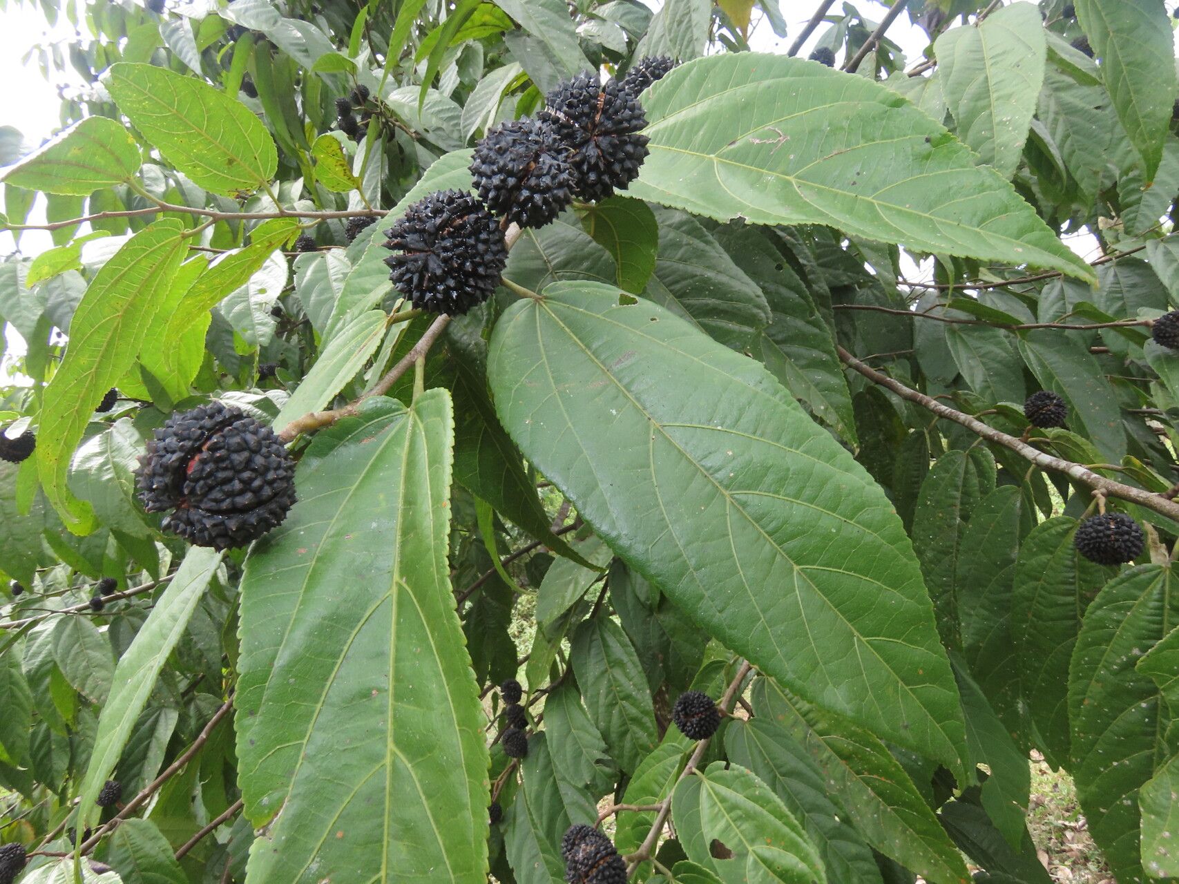 Guazuma invira — related species from the same genus