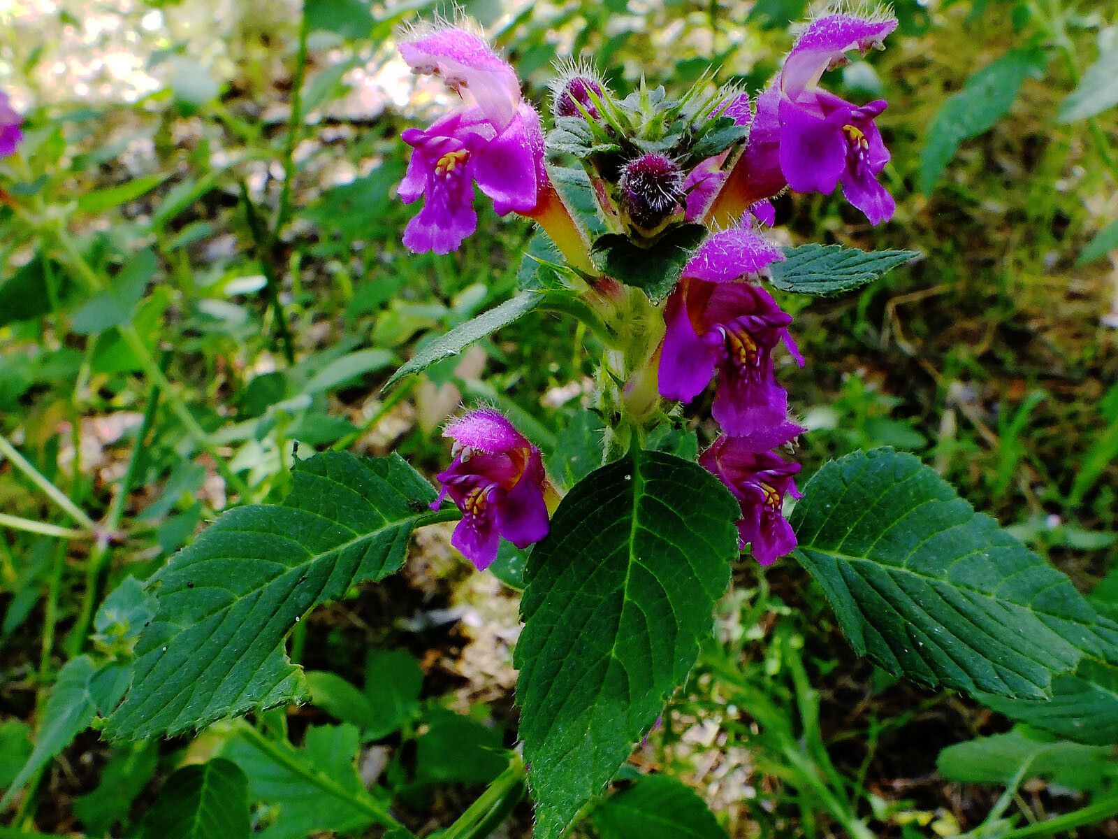 Galeopsis pubescens flower