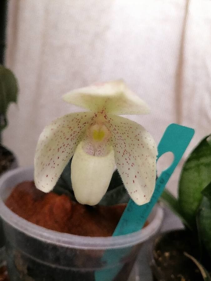 Paphiopedilum concolor flower