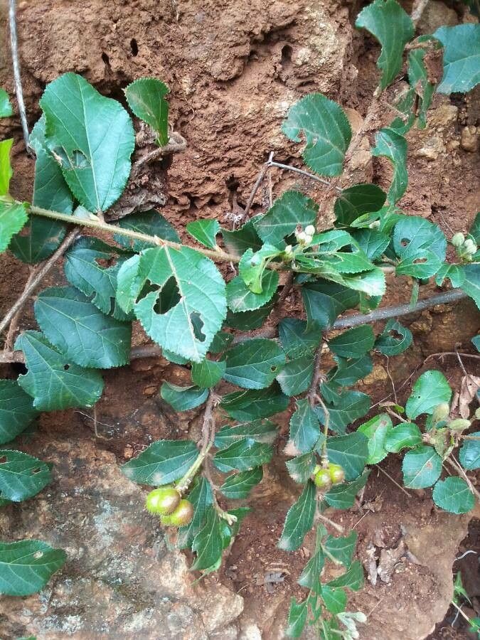 Grewia similis — search result for 'Congo'