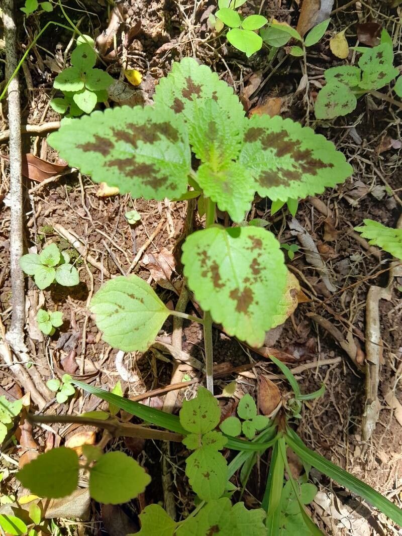 Coleus bojeri habit