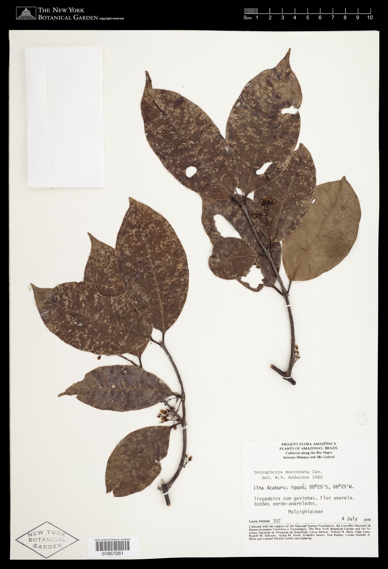 Tetrapterys mucronata — related species from the same genus