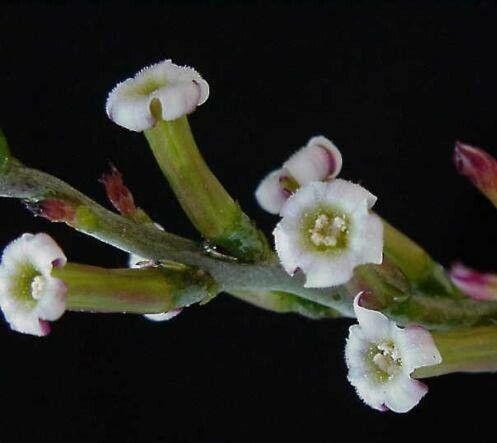 Adromischus inamoenus flower