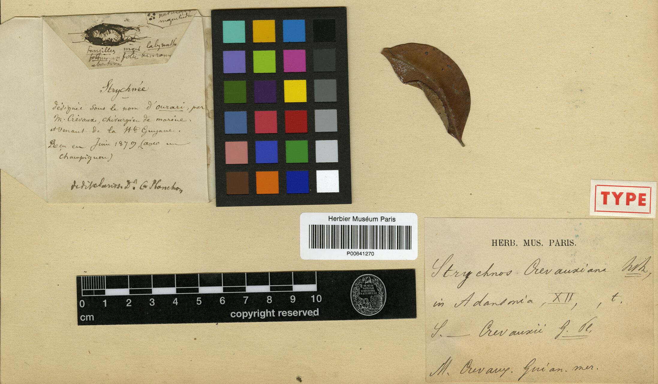 Strychnos glabra — houseplant care guide