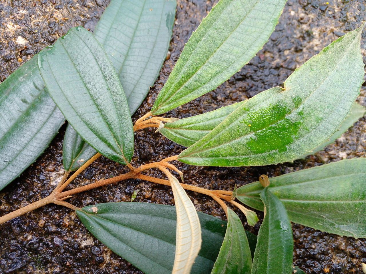 Miconia xalapensis leaf