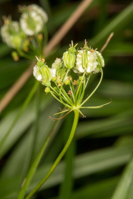Laserpitium peucedanoides fruit