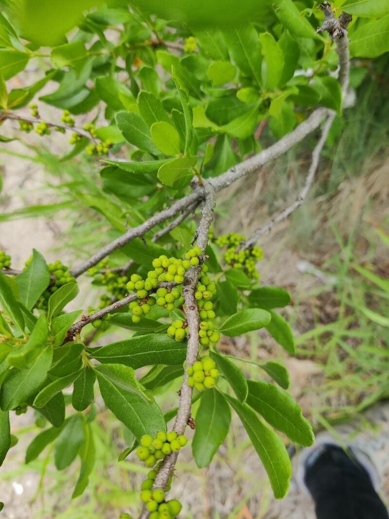Morella pensylvanica fruit