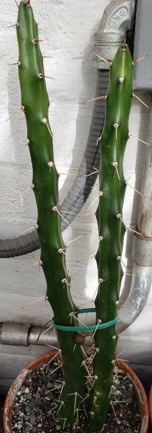 Harrisia regelii habit