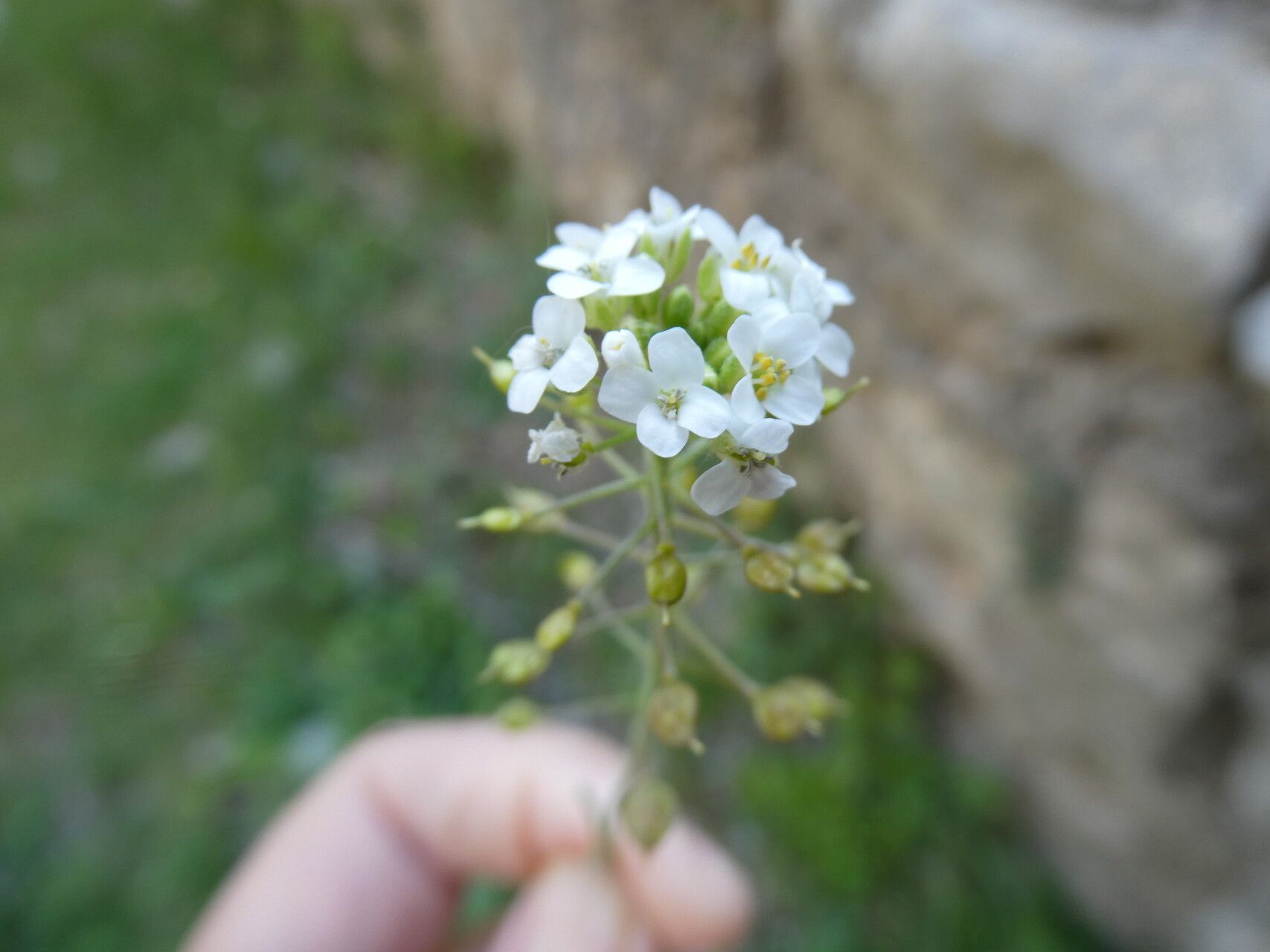 Hormathophylla lapeyrouseana flower