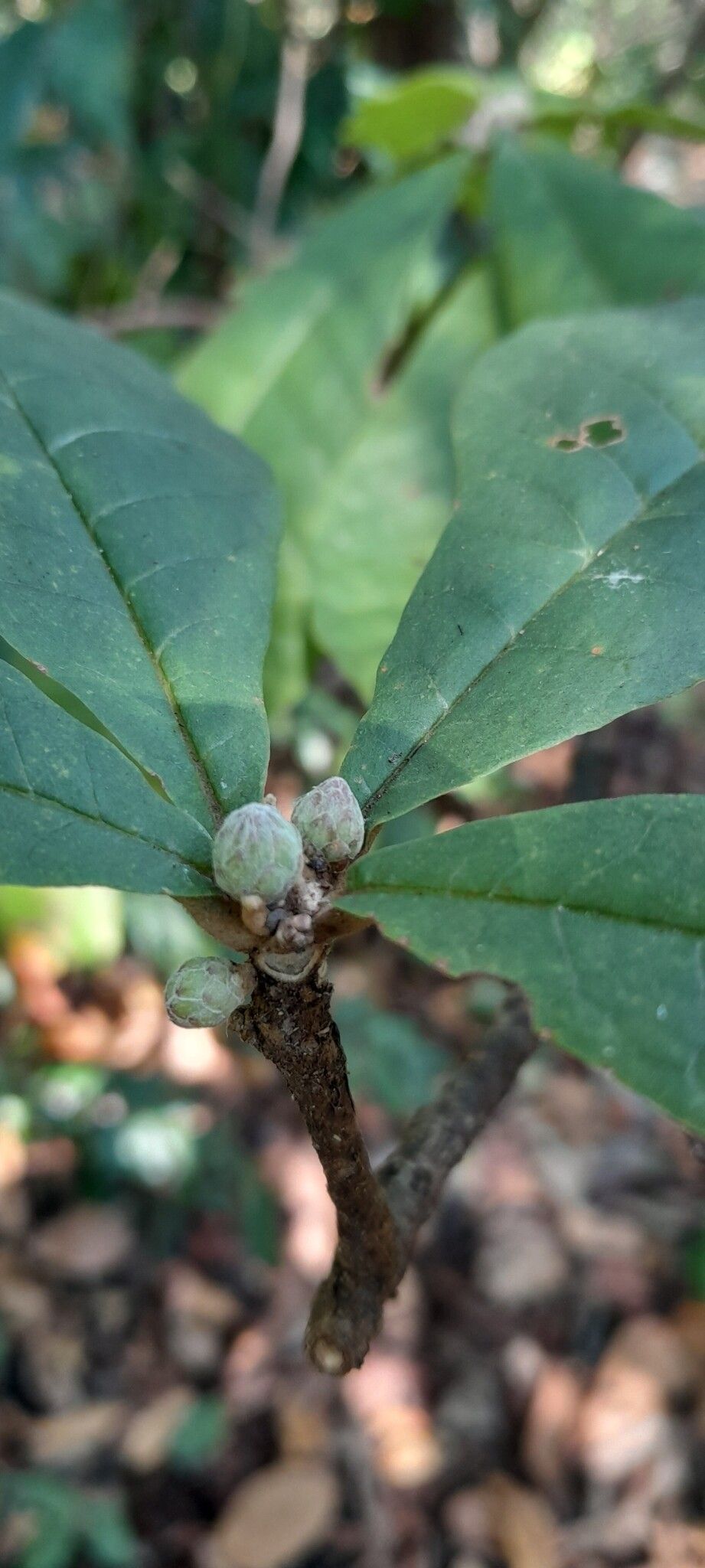 Brachylaena stellulifera — search result for 'Brachylaena'