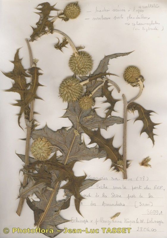 Echinops × pellenzianus — search result for 'Echinops'