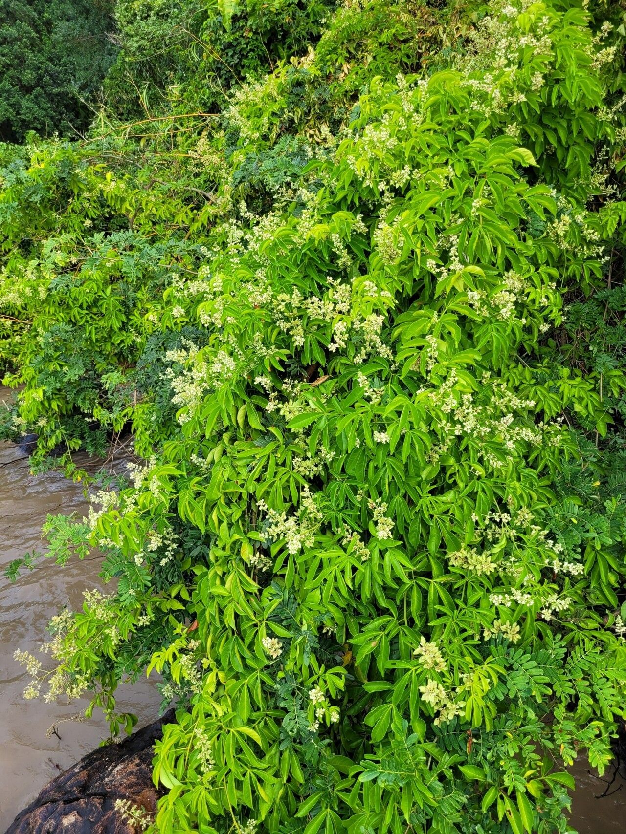 Serjania paucidentata habit